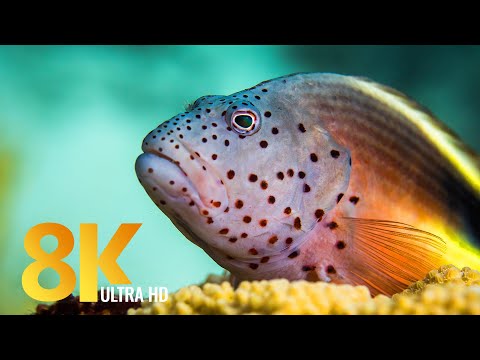 Kızıl Deniz Sakinleri 8K