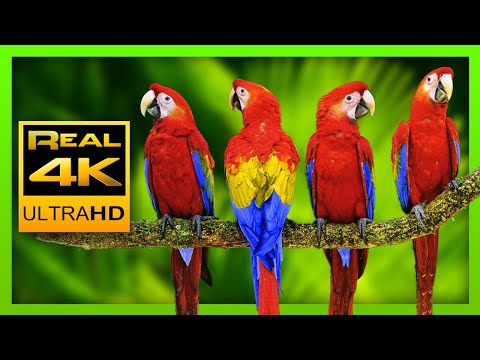 Colorful Macaw Parrots